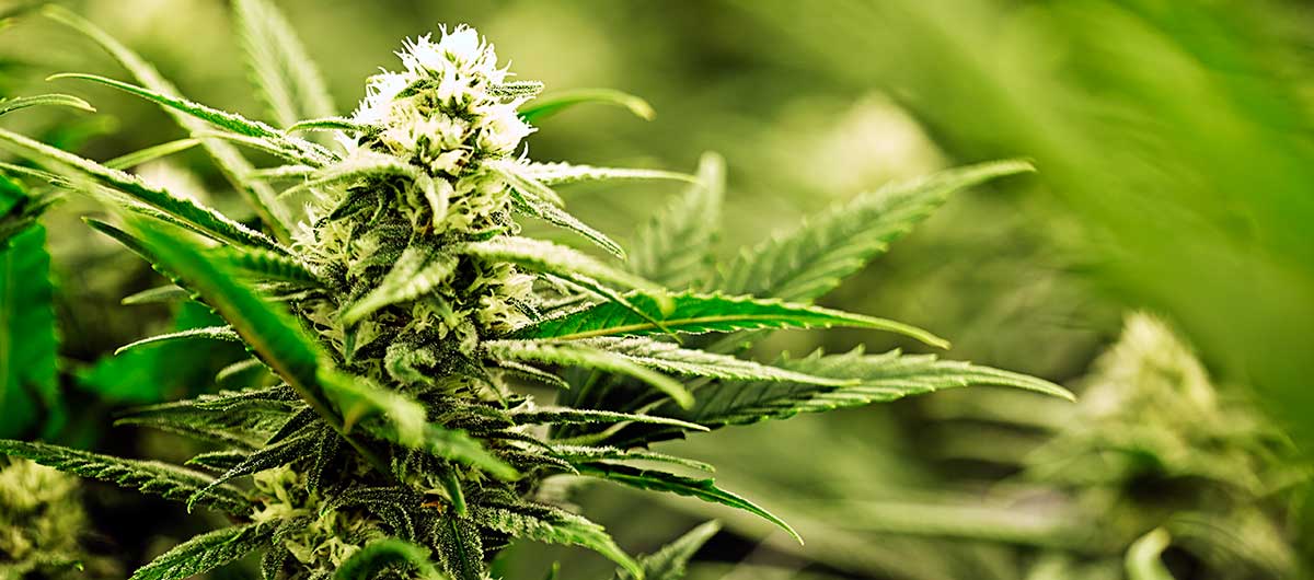 what are terpenes in weed?