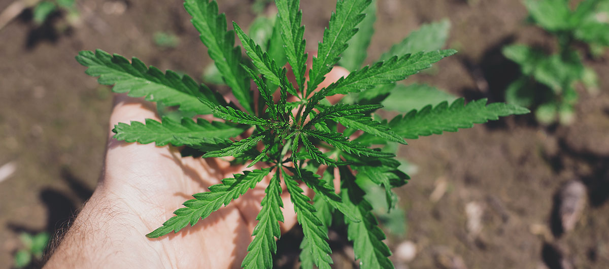 Key Parts of the Cannabis Plant 7 bracts from cannabis plant. buy weed near me in toronto