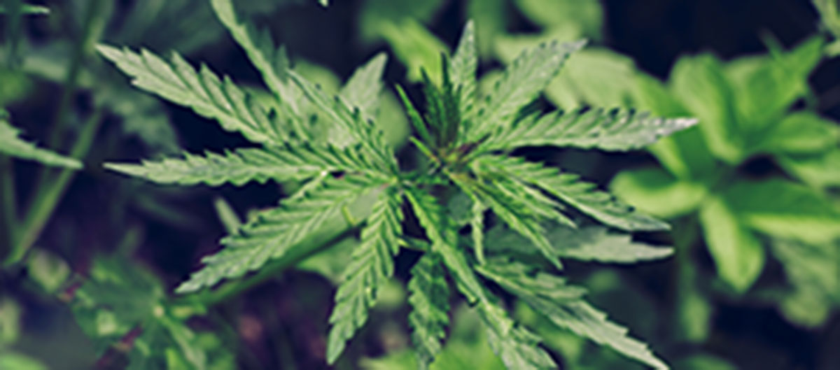 fan leaf part of cannabis plant. marijuana dispensary ajax pickering