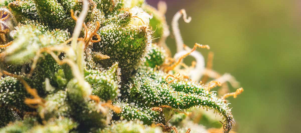 Pistils in cannabis plant. cannabis dispensary in Ajax Pickering to buy weed in Toronto.