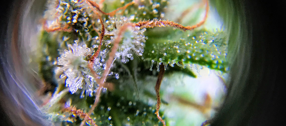 what are Trichomes in weed? 