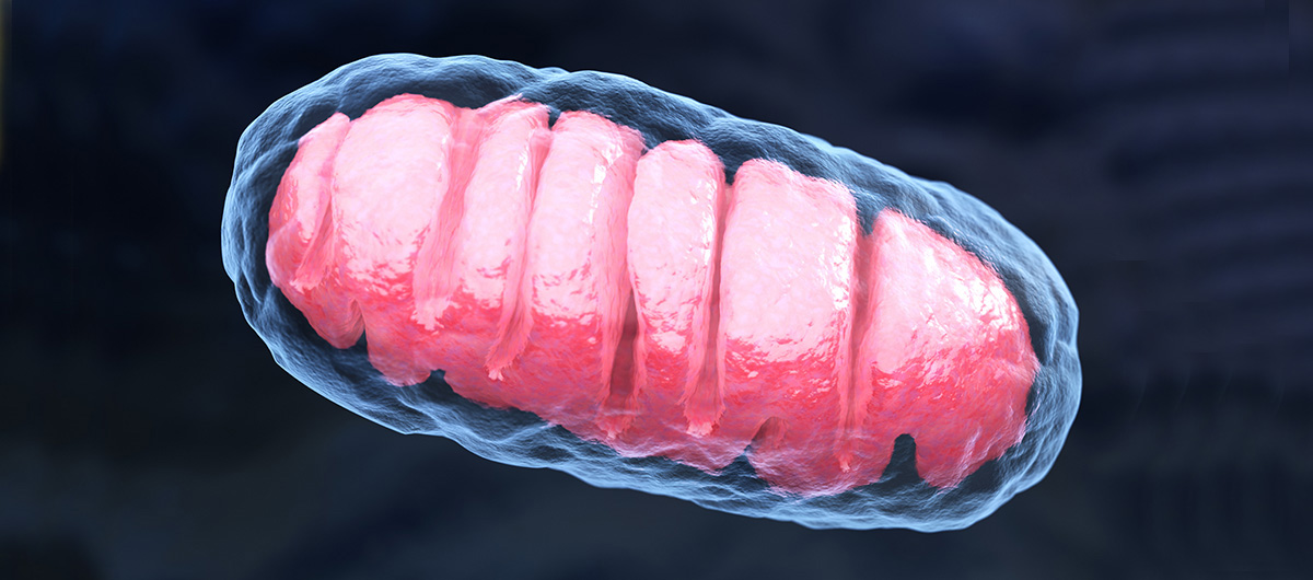 mitochondrion metabolism