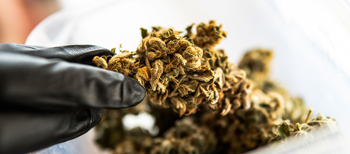 Man handling legal weed from a licensed dispensary in Ajax and Whitby. The6ix cannabis dispensary.