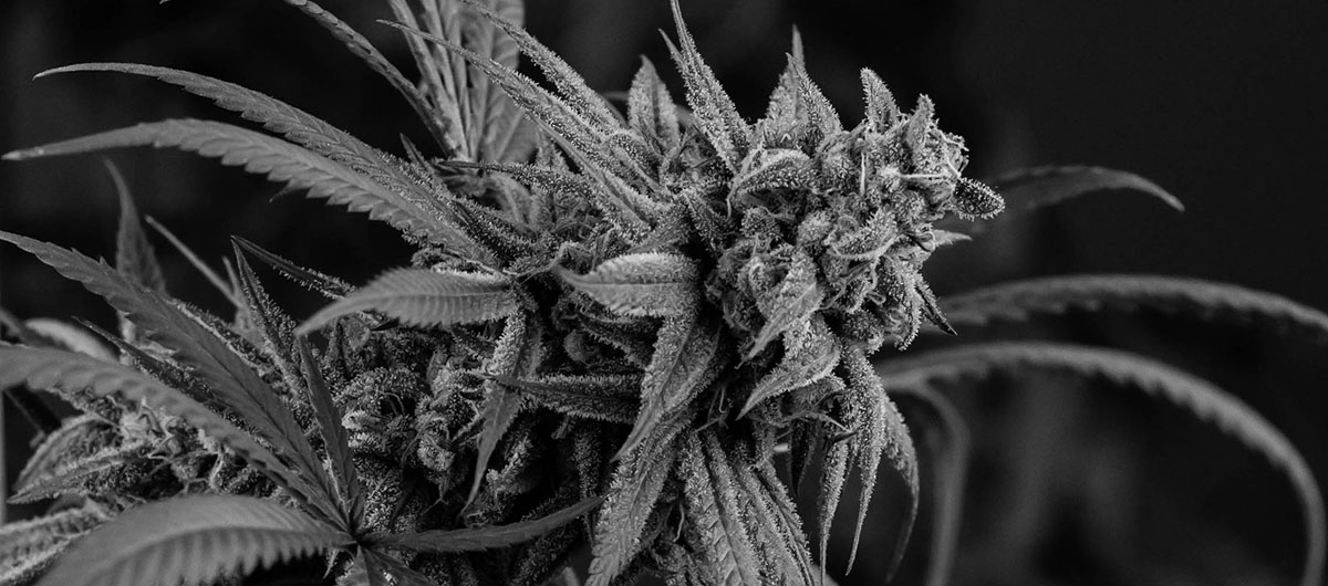 Black Cherry Punch Strain Review: What Is It And How Does It Affect You? 2 Black Cherry Punch weed Cannabis plant cola. Buy weed near me in Ajax & Pickering. Weed dispensary.