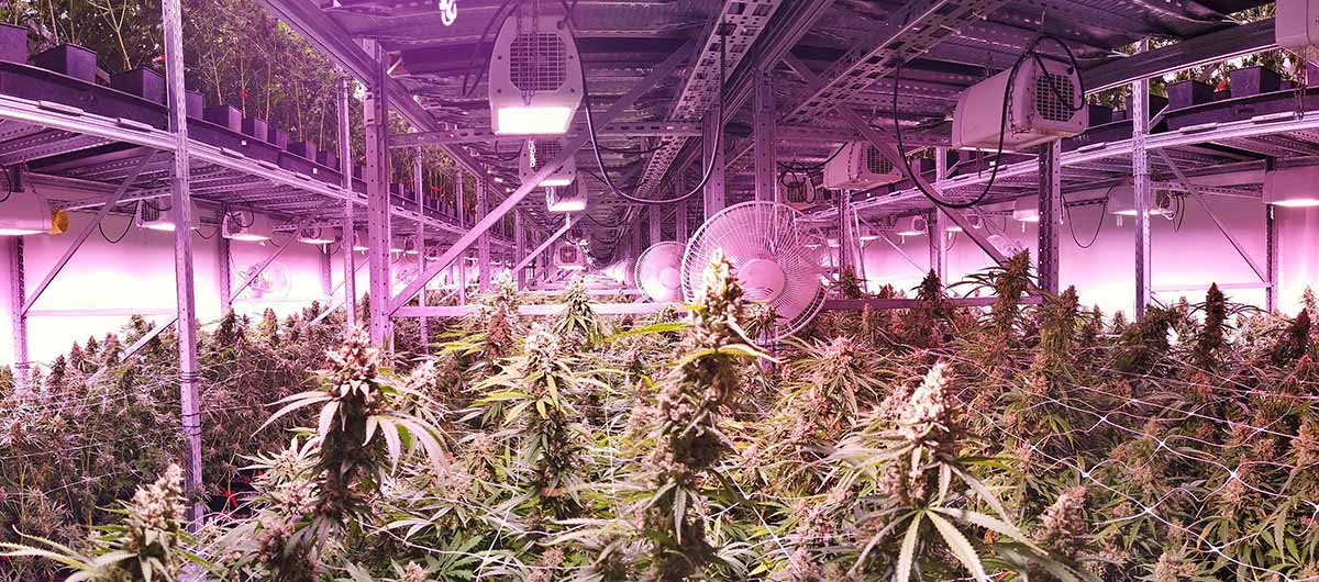 Cannabis growing indoors. Buy legal weed. The6ix Dispensary Toronto.