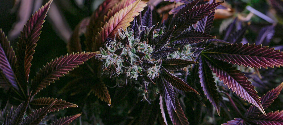 hybrid strain cannabis plant. The6ix cannabis weed dispensary Ajax Whitby Pickering.