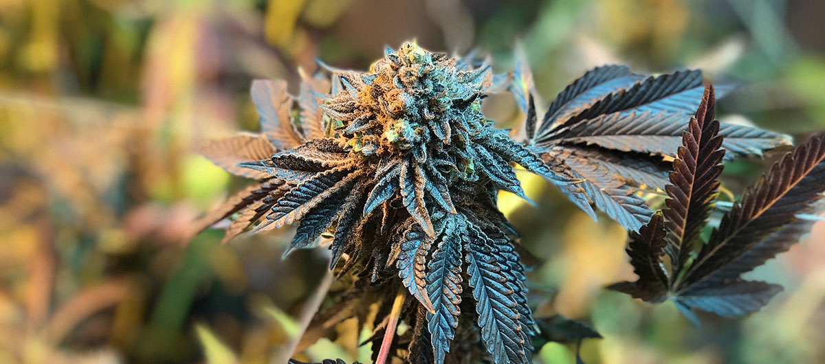 10 Facts You Need To Know About Pre-Rolled Joints 3 Indica cannabis plant. weed delivery Ajax, Pickering. Pot shop in Whitby. legal weed.