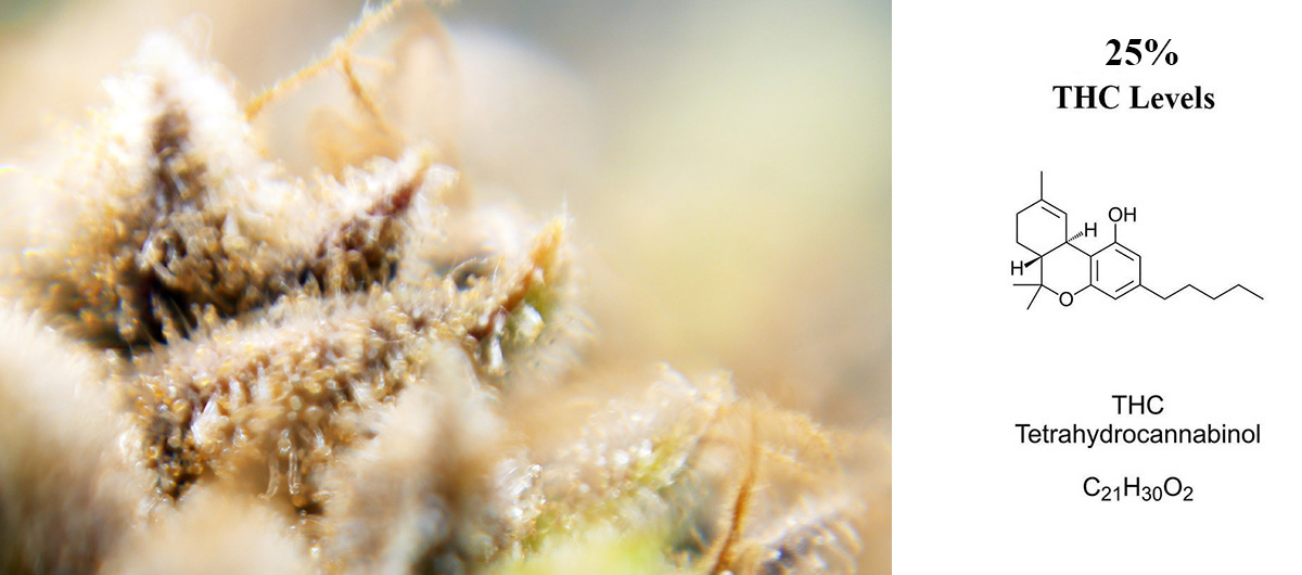 Black Cherry Punch Strain Review: What Is It And How Does It Affect You? 6 black cherry punch strain THC content