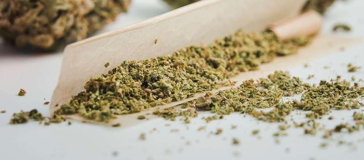 5 Fun Facts About Pre-Ground Weed 30 Milled flower, milled cannabis and pre-ground weed at dispensary Pickering.