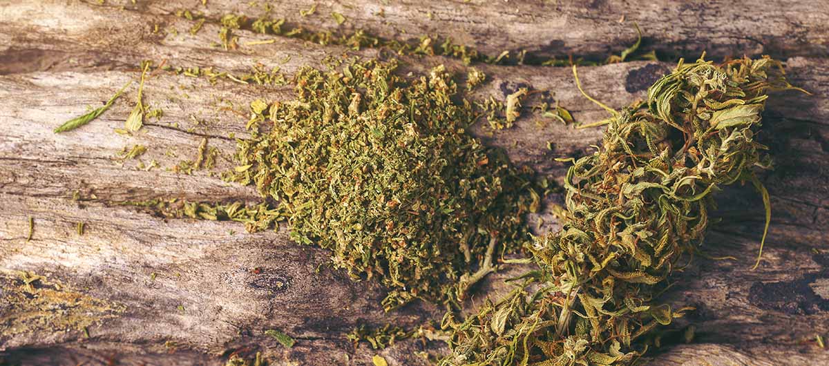 5 Fun Facts About Pre-Ground Weed 32 dried cannabis medical marijuana