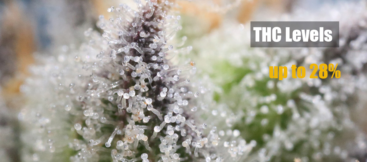 Cannabis Trichomes on Animal Face strain legal weed. dispensary ajax. 6ix. pickering dispensary.