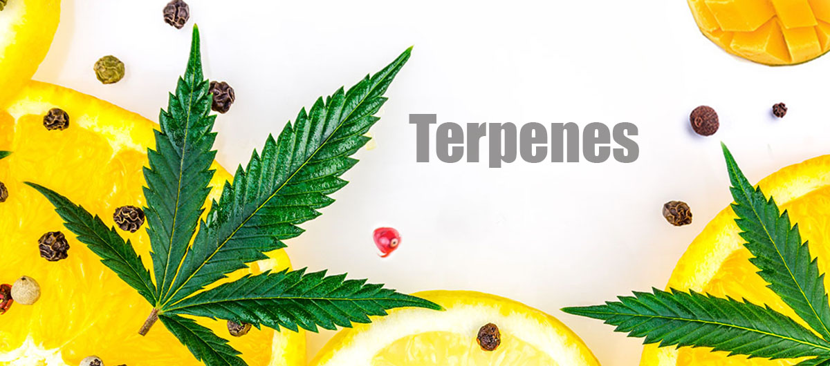 Fresh lemons and cannabis leaves. recreational dispensary near me. dispensary delivery near me. 6ix. dispensary pickering.