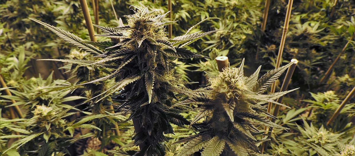 cannabis strain growing indoors
