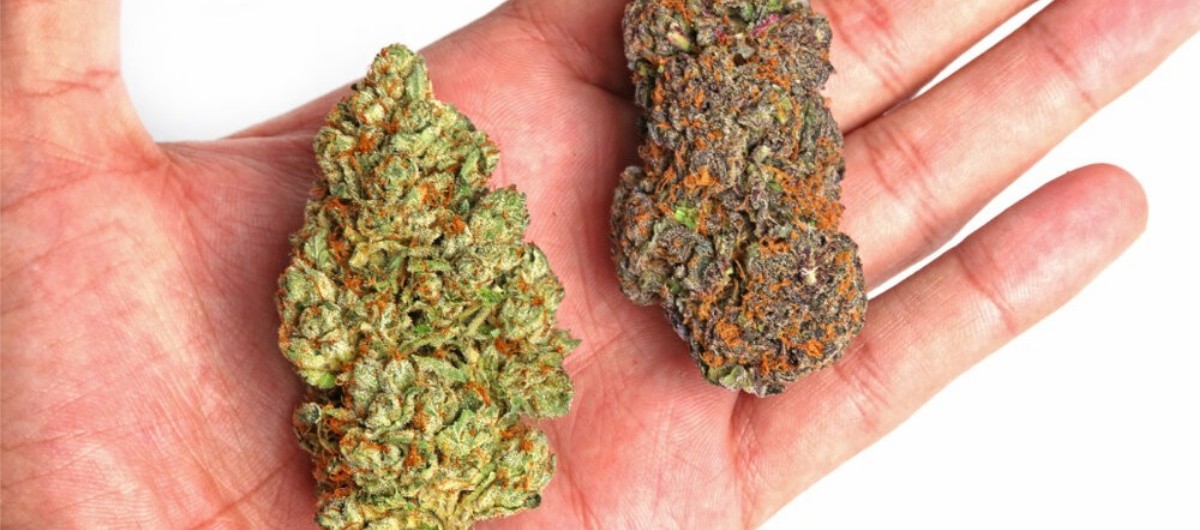 Cannabis users choose and enjoy different weed types based on their effect and other characteristics like flavour and aroma. 