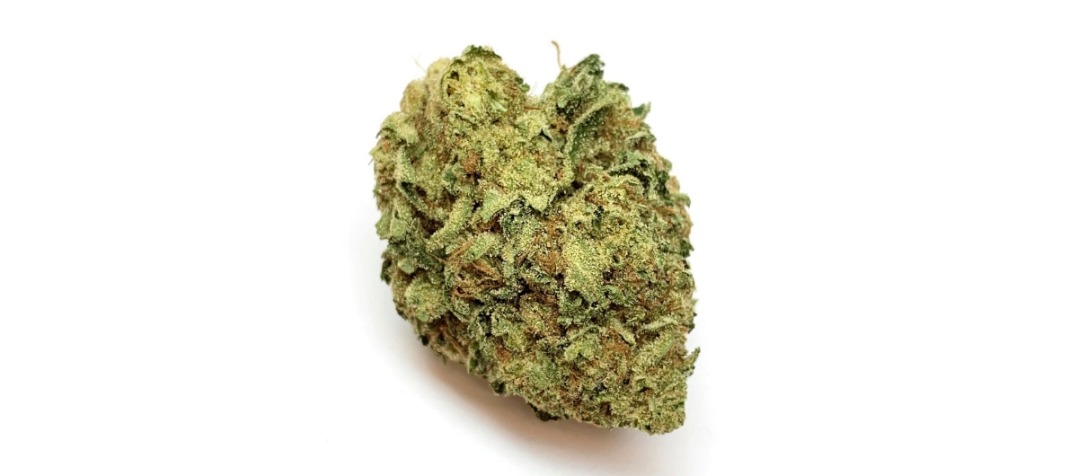 Pacific OG is a sativa-dominant hybrid created by crossing Nepali OG and Snow Lotus. It is a mid-powered and evenly balanced strain that is great for any time of the day. 