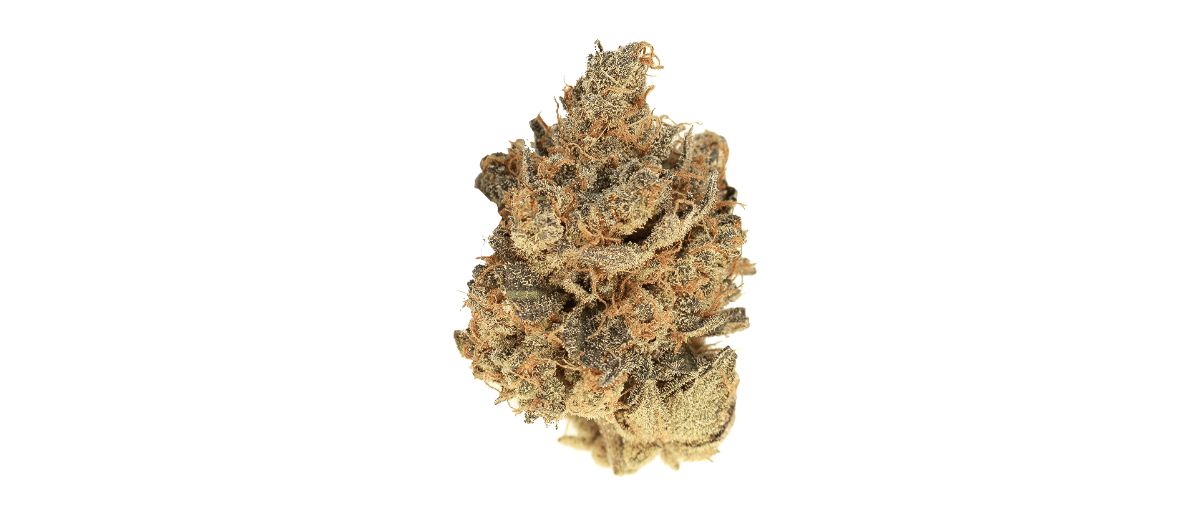 Best used in the evening, this may soon become your favourite indica strain. You can buy Pink Bubba today from our online Ajax cannabis store. 