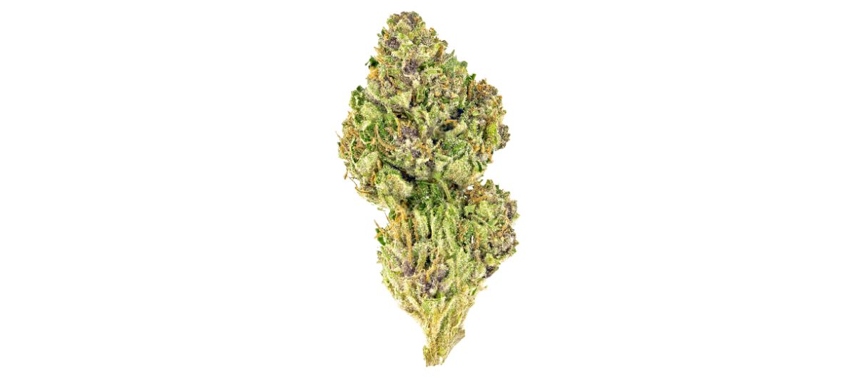 Grown by Big Bag O’ Buds, it has small dark green buds with wild splashes of orange and brown. You can have Pink Cookies delivered right to your home or work address. 