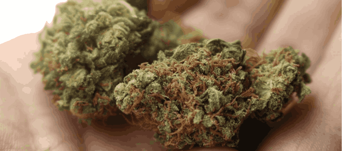 When looking for an Ajax cannabis dispensary or weed delivery in Pickering or Whitby, you will notice that almost every store claims to have the best weed you can get in the area.