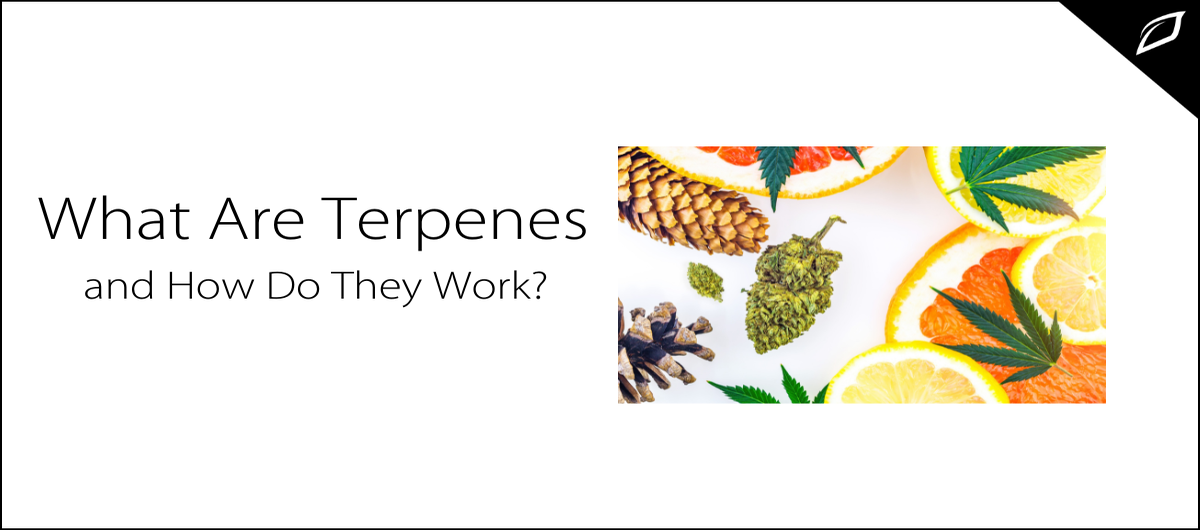 how do terpene works