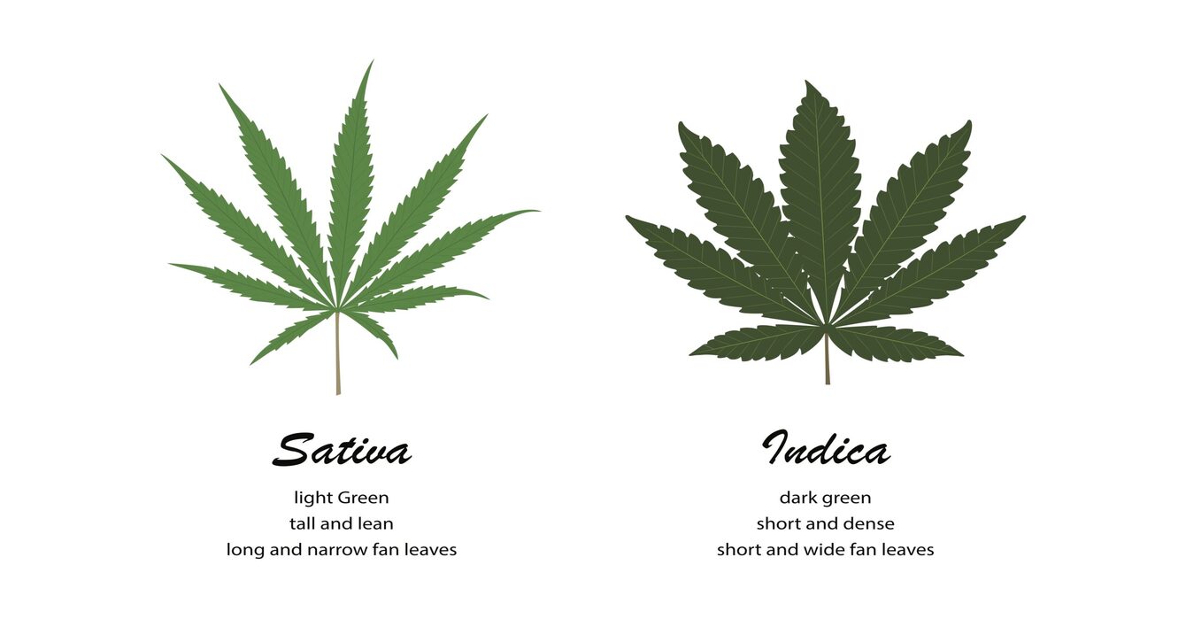 sativa and indica products and their benefits, buy at 6ix ajax cannabis store.