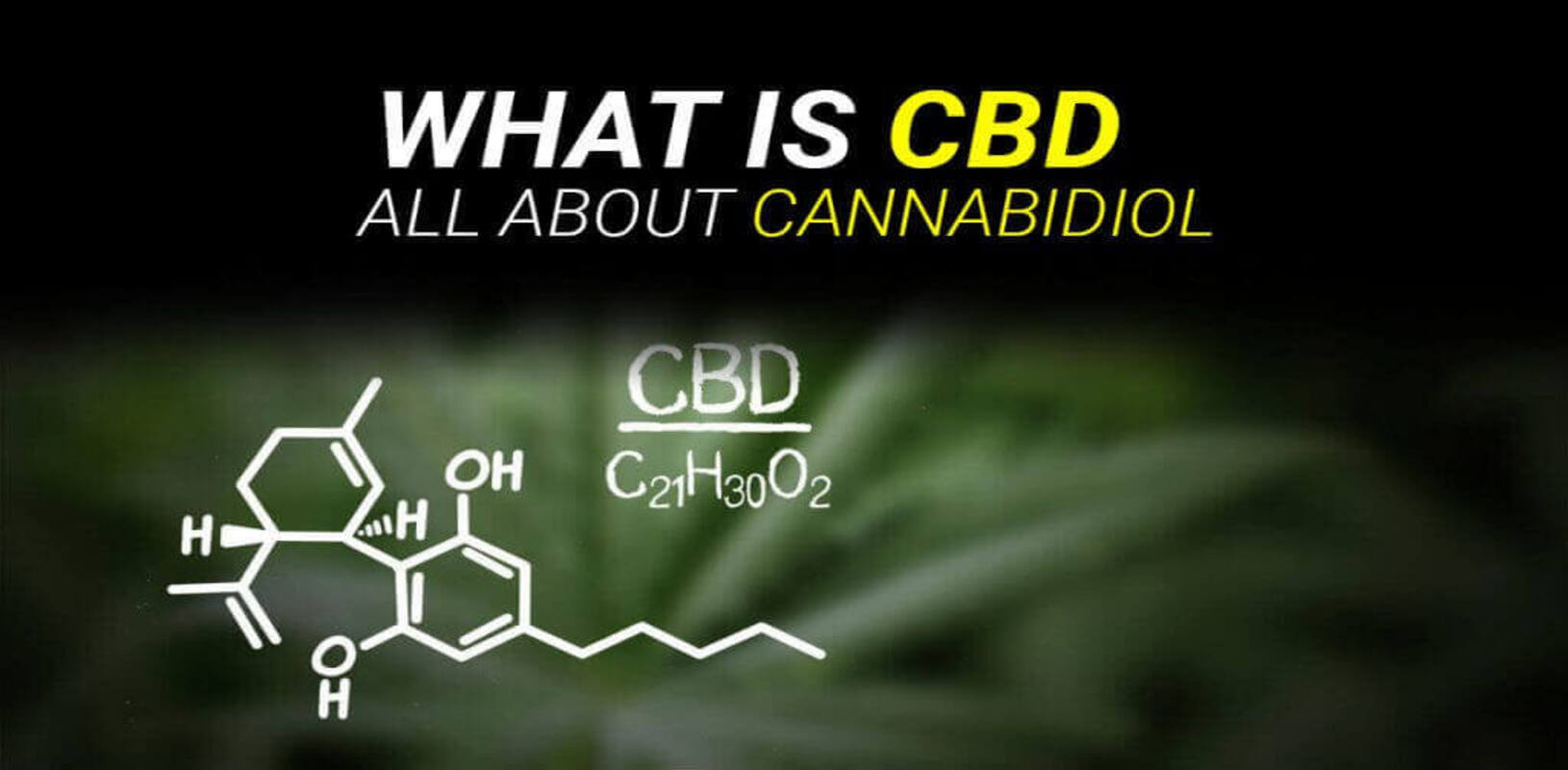 all about cannabidiol. CBD and THC