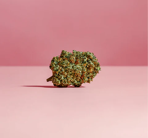 Pink Kush High THC Pure Sunfarms 480x480 1