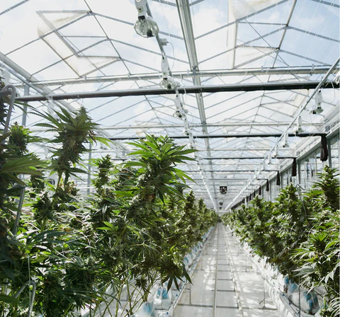 Pure Sunfarms