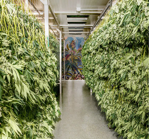 Pure Sunfarms Hang Drying Pink Kush