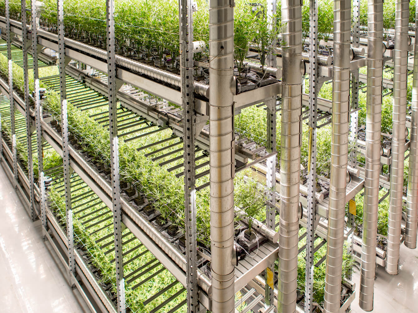 Growing Cold Creek Kush Vertically weed, cannabis flower, infused pre-rolls.
